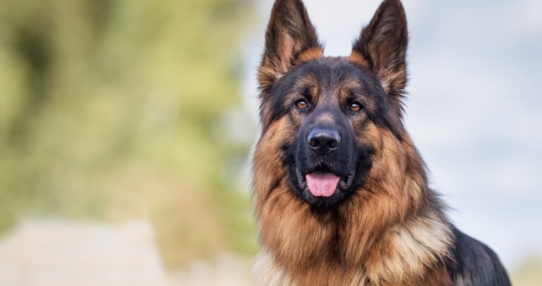 An attentive black and brown German Shepherd dog